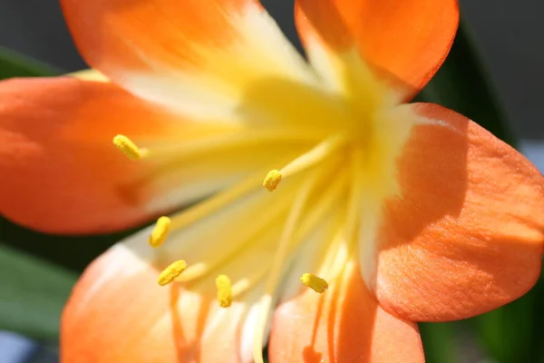 Mooie Bloeiende Bloemen Natuur Achtergrond — Stockfoto