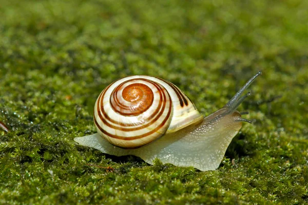 Snail Pace — Stock Photo, Image