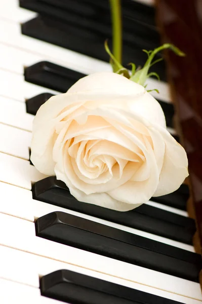 Concetto Romantico Rosa Bianca Tasti Pianoforte — Foto Stock