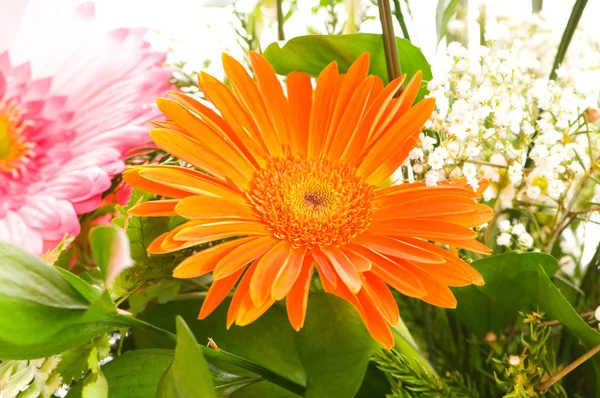 Hermosas Flores Gerbera Fondo Cerca — Foto de Stock