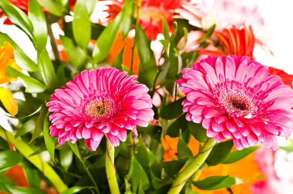 Gerbera Flores Agaisnt Verde Borroso Fondo — Foto de Stock