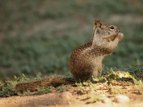 Vilda Djur Ekorre Djur Naturen Fluffig Ekorre — Stockfoto