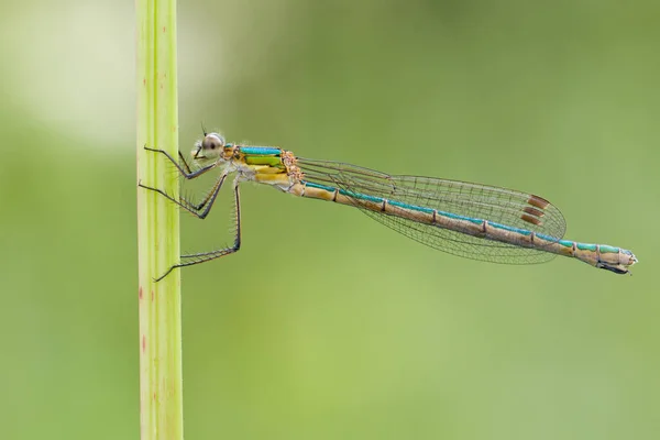 Libellen Insecten Flora Fauna — Stockfoto