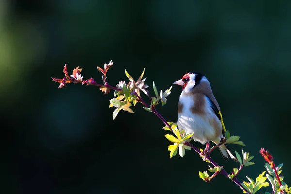 Jediný Goldfinch Sedící Větvi — Stock fotografie