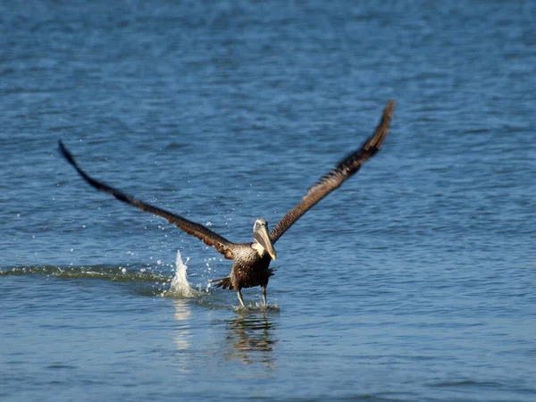 Pelikanvogel Mit Langem Schnabel — Stockfoto