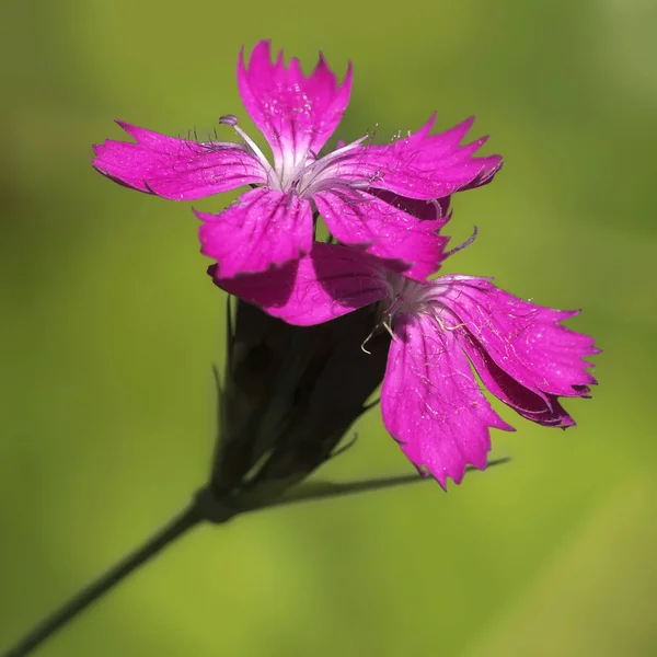 Carthusian Dianthus Dianthus — 图库照片