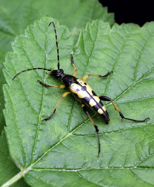 Närbild Insekter Vild Natur — Stockfoto