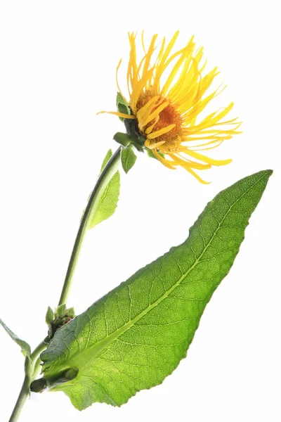 Elecampane Inula Helenium Leaf Flower Exempted White Background — kuvapankkivalokuva
