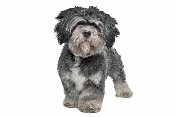 Lhasa Apso Står Framför Vit Bakgrund — Stockfoto