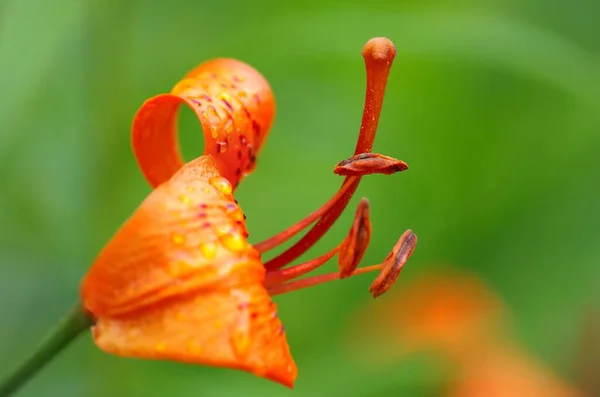 Detaylı Bir Zambak Çiçeği — Stok fotoğraf