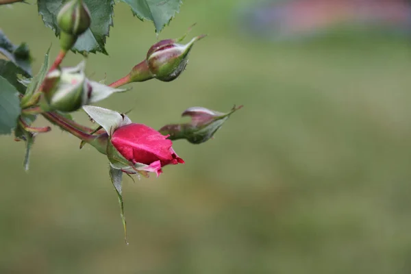 Červená Poupata Horolezecké Růže — Stock fotografie