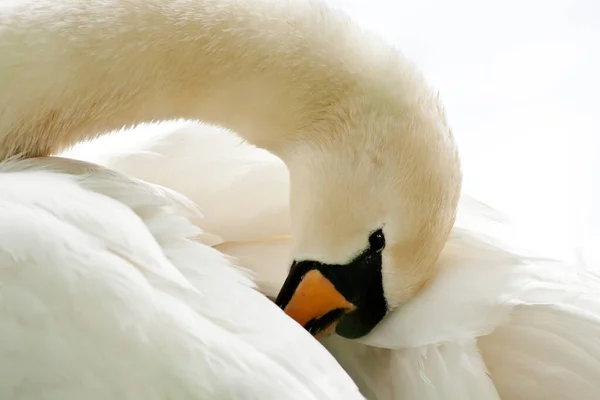 Malebný Pohled Majestátní Labuť Přírodě — Stock fotografie