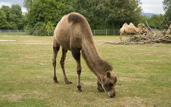 南ドイツの農場で飼育されていたバクテリアラクダは — ストック写真