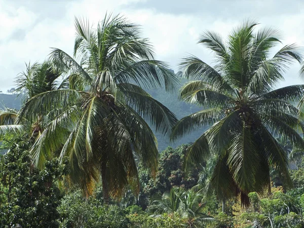 Palmiers République Dominicaine Une Île Hispanola Qui Fait Partie Archipel — Photo