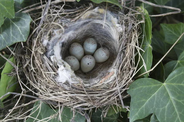 Vogelnest Met Eieren — Stockfoto