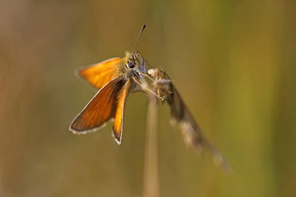 Gros Plan Bug Nature Sauvage — Photo