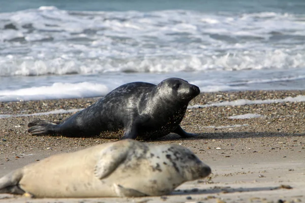 Sello Mamífero Marino — Foto de Stock