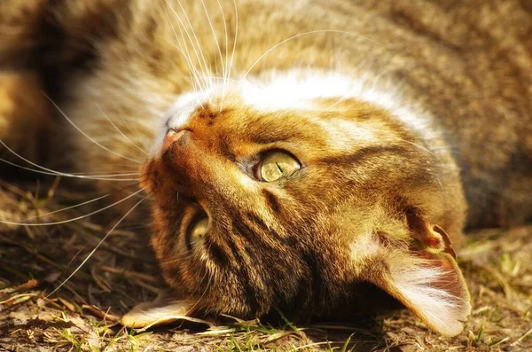 Porträt Einer Süßen Katze — Stockfoto