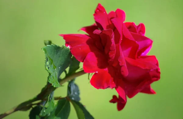 Czerwona Róża Łodydze Kwiatu — Zdjęcie stockowe
