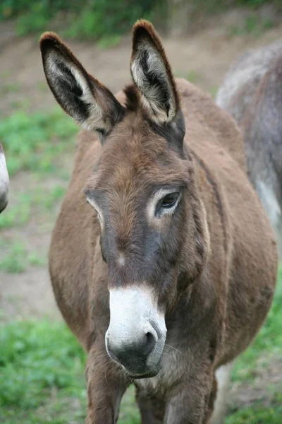 Närbild Djur Zoo — Stockfoto