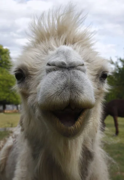 Closeup Portrait Camel 039 — Stock Photo, Image