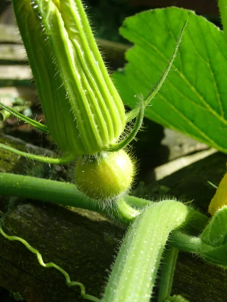 Green Cucumber Garden — Stock Photo, Image