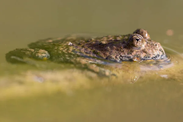 Pad Reptiel Kikker Amfibie Dier — Stockfoto