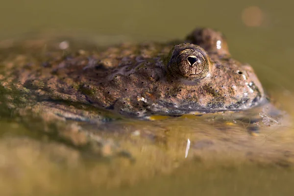 toad reptile, frog amphibian animal