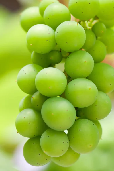 Trauben Wachsen Auf Dem Weinberg — Stockfoto