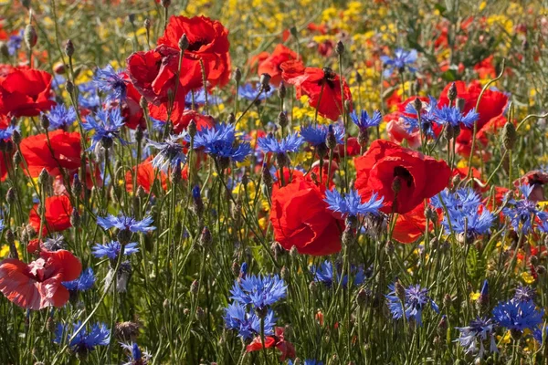 Blüten Des Mohns Papaver Rhoeas Und Der Kornblume Centaurea Cyanus — Stockfoto