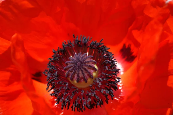 Nahaufnahme Von Schönen Wilden Mohnblumen — Stockfoto