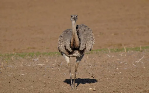 Nandu Campo Mecklenburg Vorpommern — Fotografia de Stock