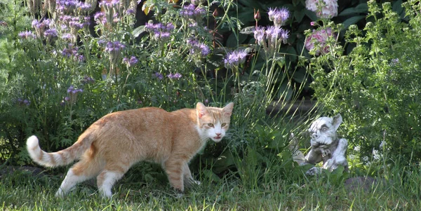 Czerwony Kot Ogrodzie — Zdjęcie stockowe