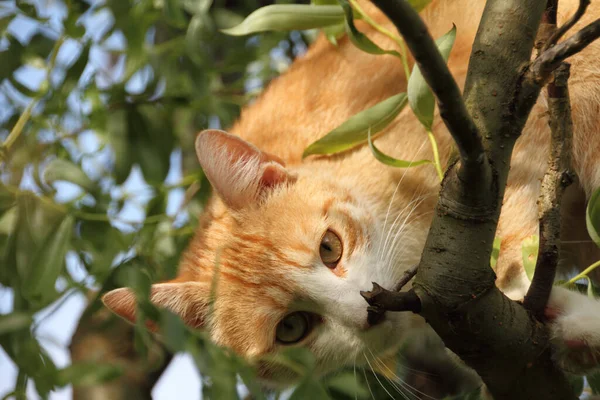 Rote Katze Auf Dem Baum — Stockfoto