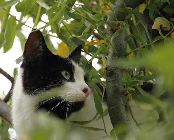 Czarny Biały Kot Drzewie — Zdjęcie stockowe