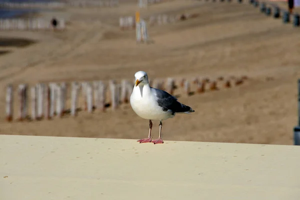 Seagull Playa Domburg — Foto de Stock