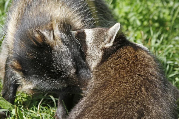 Raccoon Dog Raccoon Cuddle — Stock Photo, Image