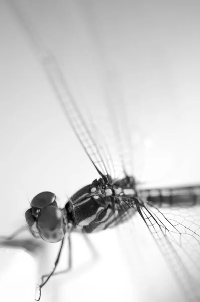 Close Shoot Anisoptera Dragonfly Black White — Stock Photo, Image
