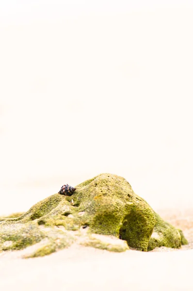 Muschel Muschel Auf Einem Felsen Einem Sandstrand Hintergrund — Stockfoto