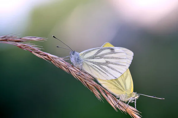 野生の自然界での虫の接近 — ストック写真