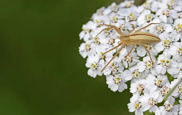 Aranha Caranguejo Vida Selvagem Insetos — Fotografia de Stock