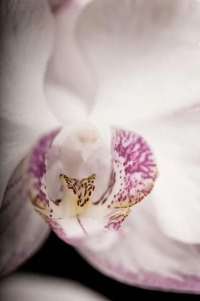 Крупним Планом Знімок Красивого Квітки Орхідеї Чорним Тлом — стокове фото