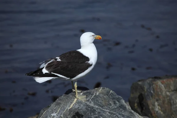 Vue Panoramique Magnifiques Goélands Oiseaux — Photo