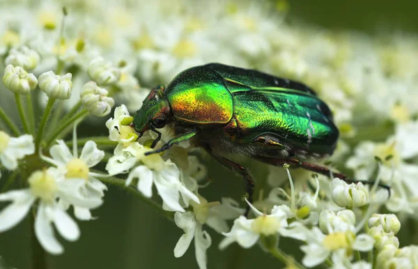 Close Bug Natureza Selvagem — Fotografia de Stock