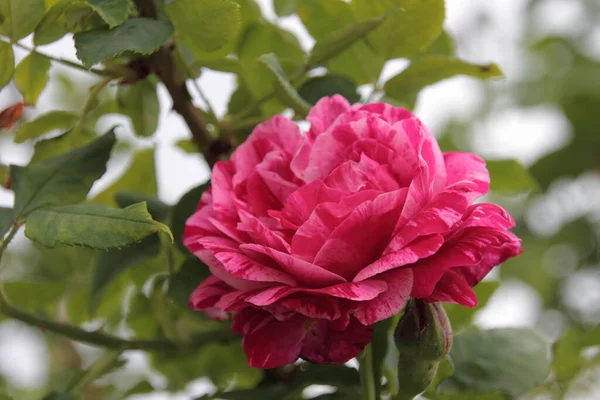 Schöne Botanische Aufnahme Natürliche Tapete — Stockfoto