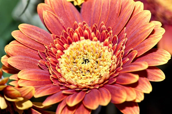 Gerbera Flower Petals Flora — Stock Photo, Image