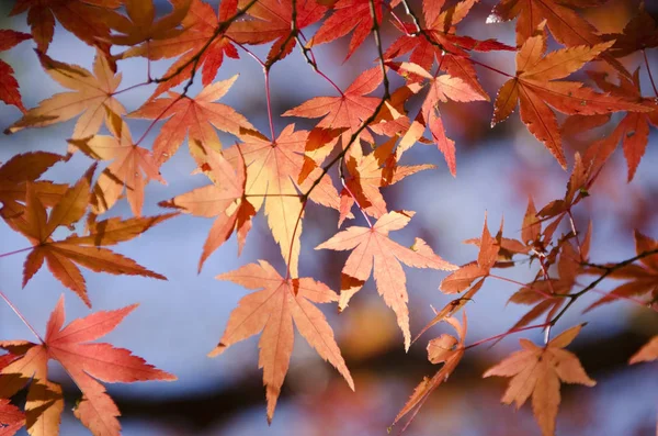 Japanese Maple Tree Leaves Foliage Flora — Stock Photo, Image