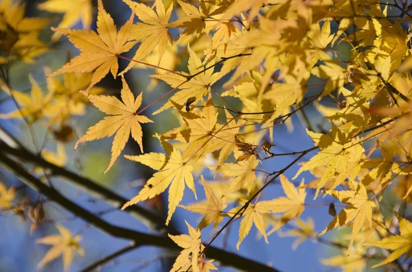Jesienne Liście Flora Jesienią — Zdjęcie stockowe