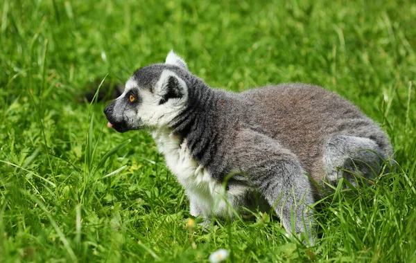 Söt Lemur Gräset — Stockfoto
