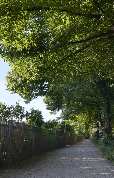 Небольшая Пешеходная Дорожка Велосипедная Дорожка Выложенная Лиственными Деревьями Садовым Забором — стоковое фото